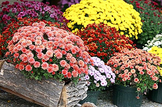Types en variëteiten van tuinchrysanten, hoe een bloem te kiezen voor de tuin
