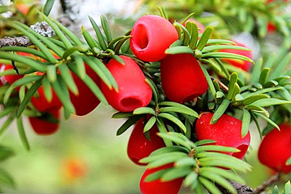 Types and varieties of yew with description and photo