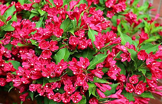 Types and varieties of weigela: names and photos