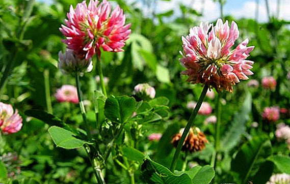 Types of clover with description and photo