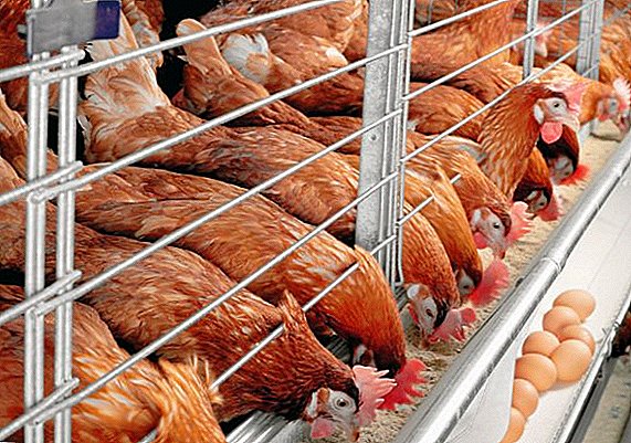 Types of feed for chickens, how to cook, how to feed