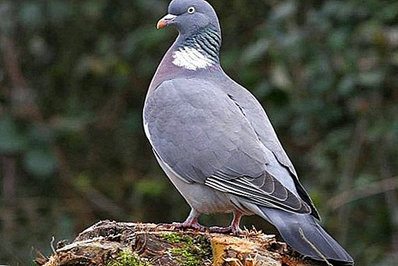 Forest and wild pigeon species