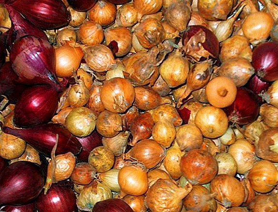 Types of onions for planting in the country