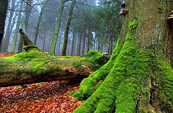 Moss species in forests - as they are