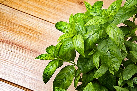 Types of mint with a description and photo