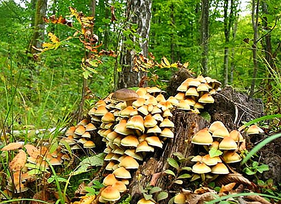 Types of inedible honey agarics, first aid in case of poisoning by foxes