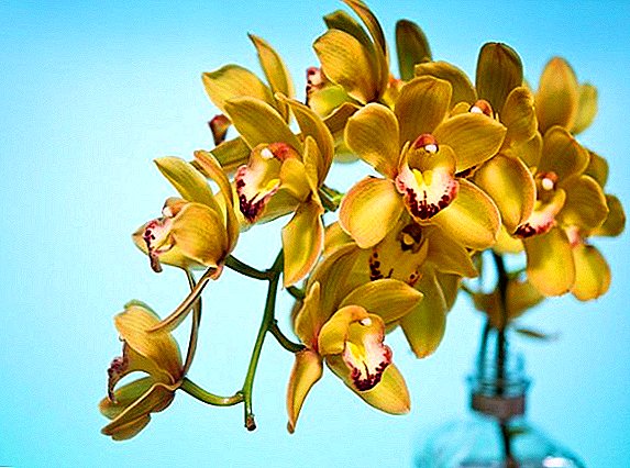 Typy orchidejí Cymbidium s názvy a fotografiemi
