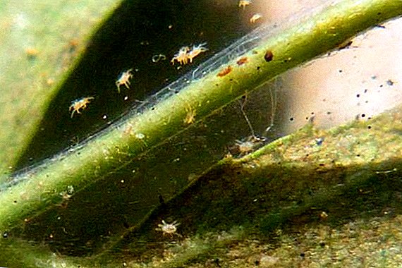 Types of spider mites with description and photo