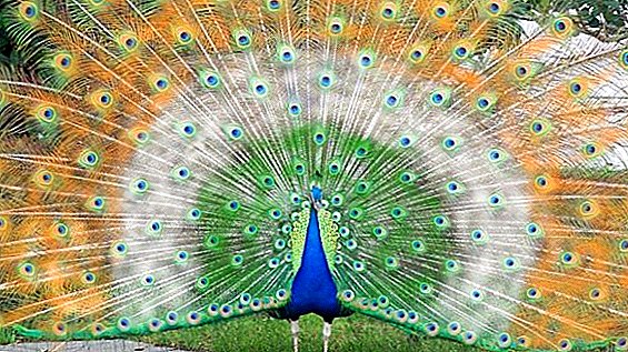 Types of peacocks, their description and photo