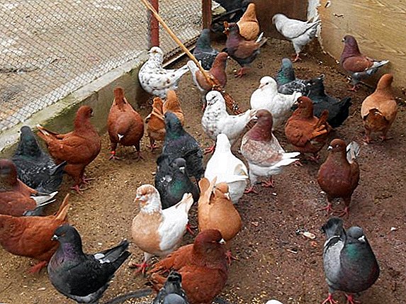 Tipos de las palomas más populares para la carne.
