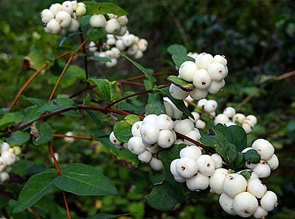 Snowberry türleri: tanımı, avantajları, dezavantajları ve fotoğrafları