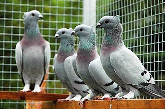 Types of high-flying pigeons
