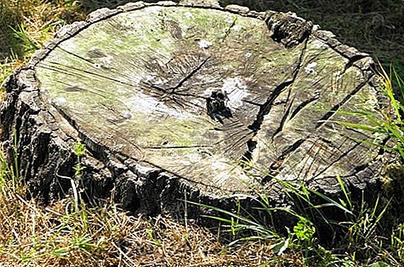 Искорењивање пањева у земљи, како је лако ријешити се остатака дрвета