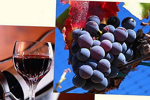 Pinot noir wijn en druiven