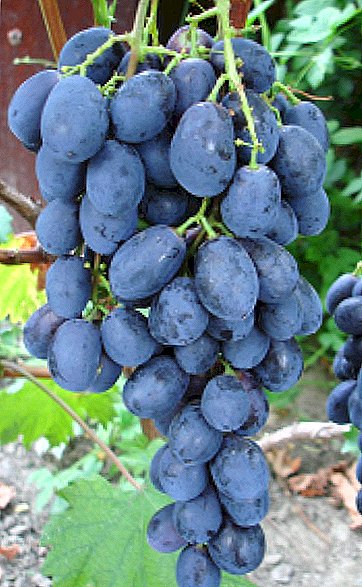 Grapes Burdaka AV: the best forms, tips on care and planting