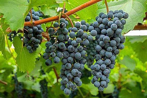 Grapes for the northern regions: description and characteristics of the Taiga variety