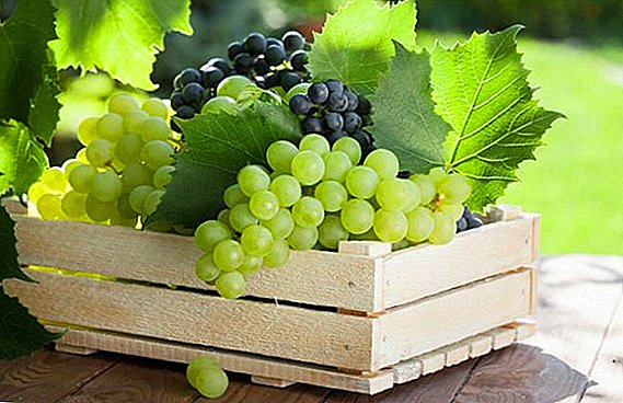 Виноград: фрукт або ягода?