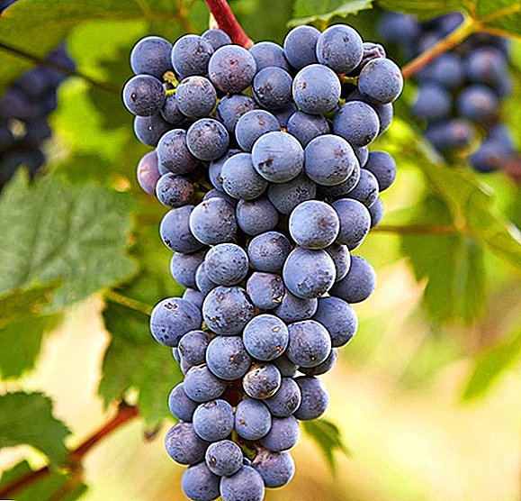 Grapes of the hybrid form "Zilga"