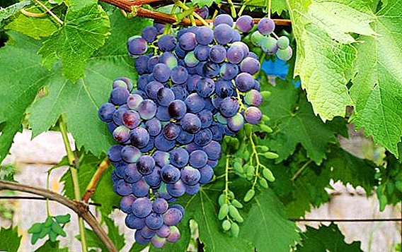 Grapes "Ilya Muromets": description, cultivation