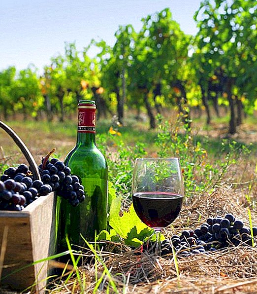 Grapes "Cabernet Sauvignon": characteristics and agricultural technology of cultivation
