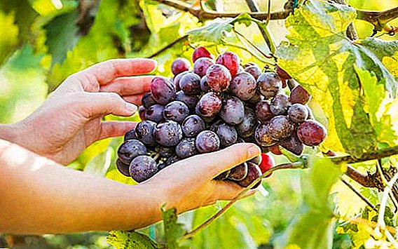 Виноград: які вітаміни містяться, для чого корисний, чи можна їсти на ніч