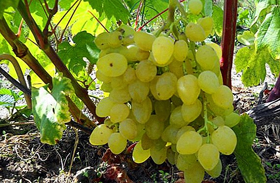 Grapes of amateur breeding V. N. Kraynova Zarnitsa