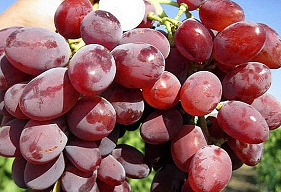 Raspberry Super grapes: characteristics, advantages and disadvantages