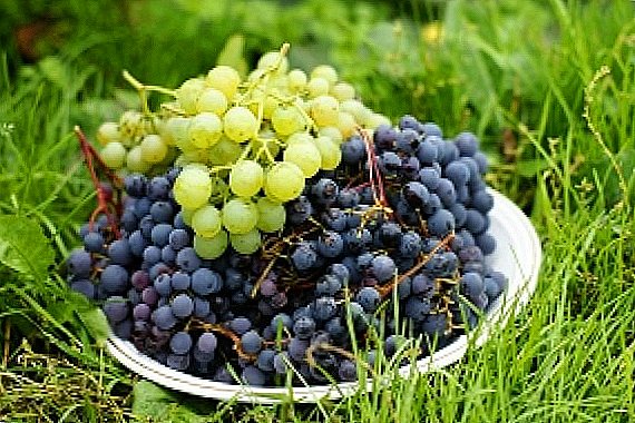 Grapes of Siberia
