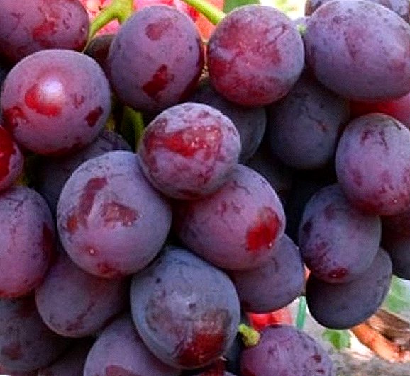 Druiven "Dawn Nesvetaya" - kenmerken van de variëteit