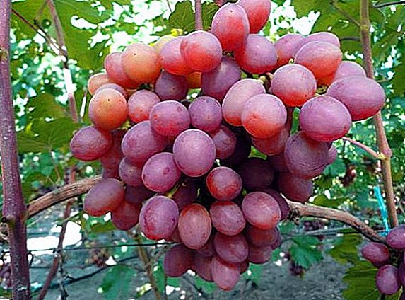 Variedade de uvas Early Gourmet