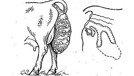 Prolapso do útero em vacas após o parto: por que, o que fazer