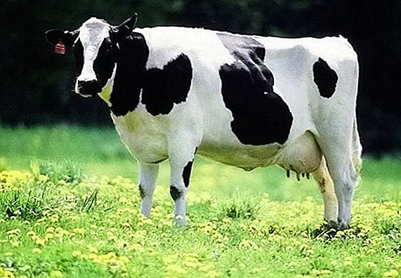 Prolapsus vaginal chez une vache