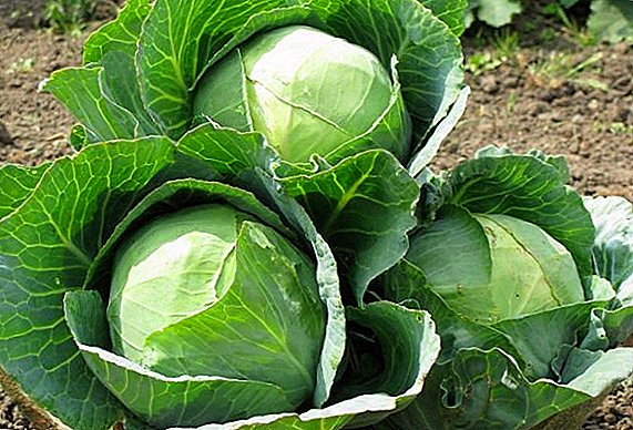 We grow white cabbage in the garden