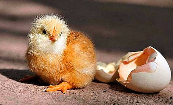 Vi vokser kyllinger i en inkubator