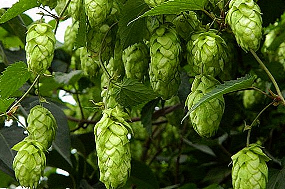 We grow hops in the country