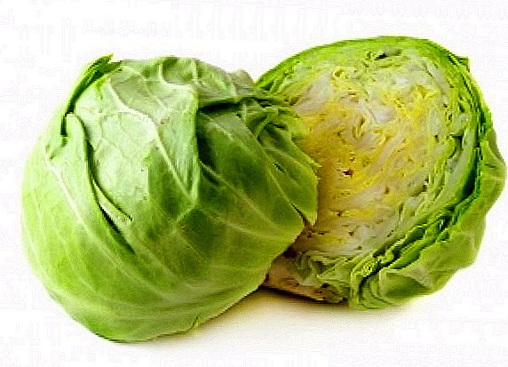 We grow cabbage in our garden: the rules of planting and care