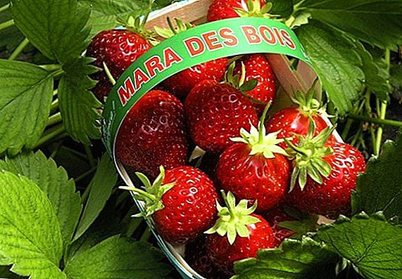 Wir bauen Erdbeeren "Mara de Bois" im Land an