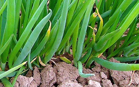 We grow batun onion in our garden: features of planting and care