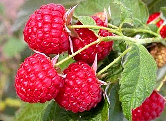 We grow raspberry varieties "Kirzhach"