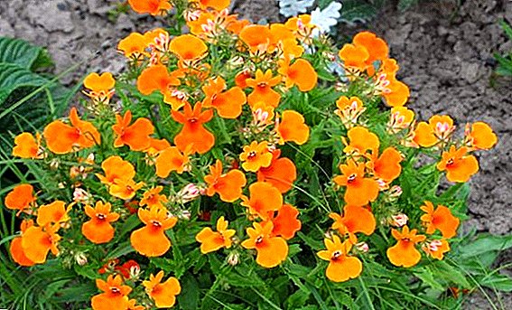 We grow nemesia: planting and caring for the “flower of retribution”