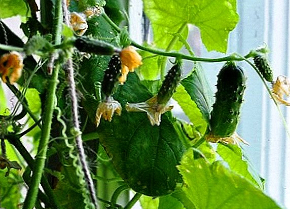 We grow cucumbers on the windowsill: practical advice
