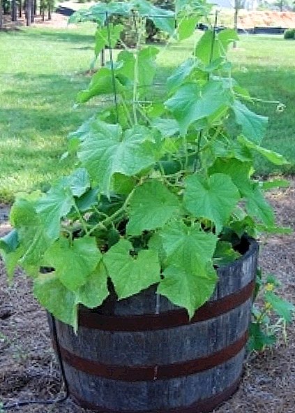 We grow in a new way: cucumbers in a barrel