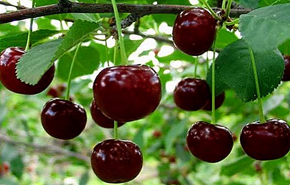 We grow up Zhukovsky's cherry in the garden