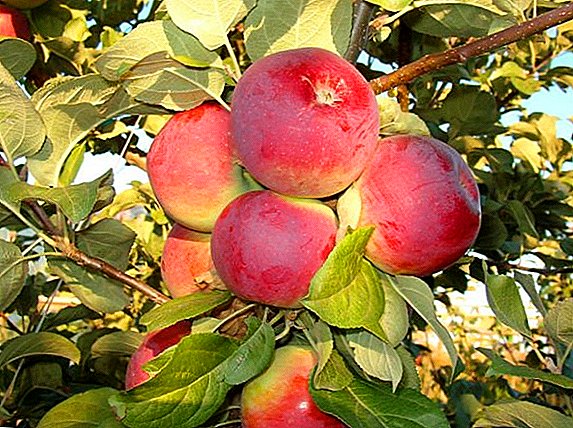 نحن نزرع شجرة تفاح أورليك في حديقتنا