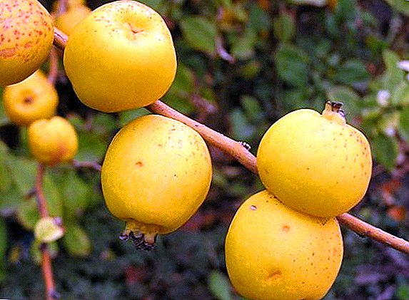 Growing Japanese Quince on your site