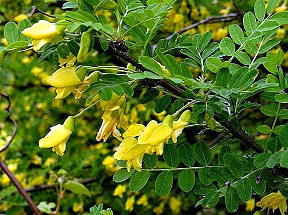 Growing yellow acacia at the dacha