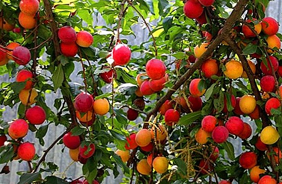 Cultivo do Kuban Comet Cherry plum: características distintivas da variedade, plantio e cuidado