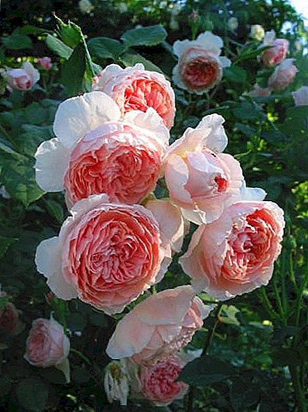 Wachsende englische Rosen "William Morris"