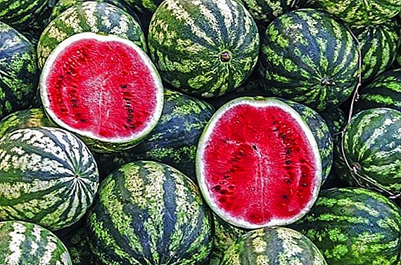 تزايد البطيخ "استراخان" في المجال المفتوح: أسرار حصاد ضخم