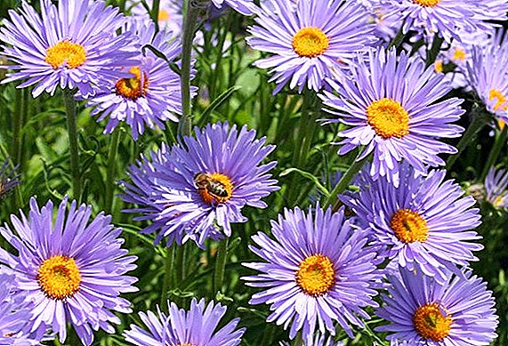 Cultiver des asters alpins